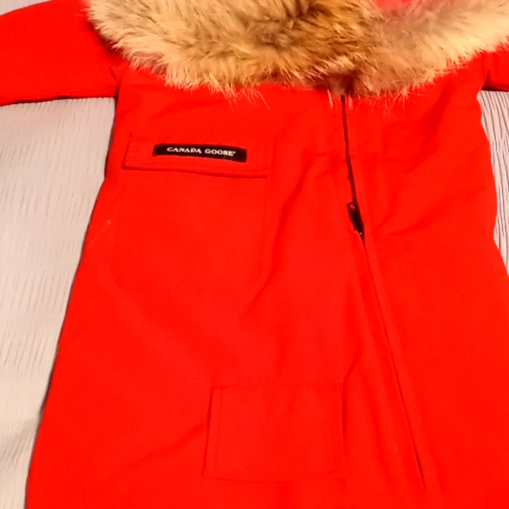 Canada goose
